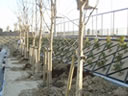 K Tree Planting